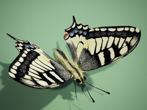 butterflyswallowtail 3D 모델