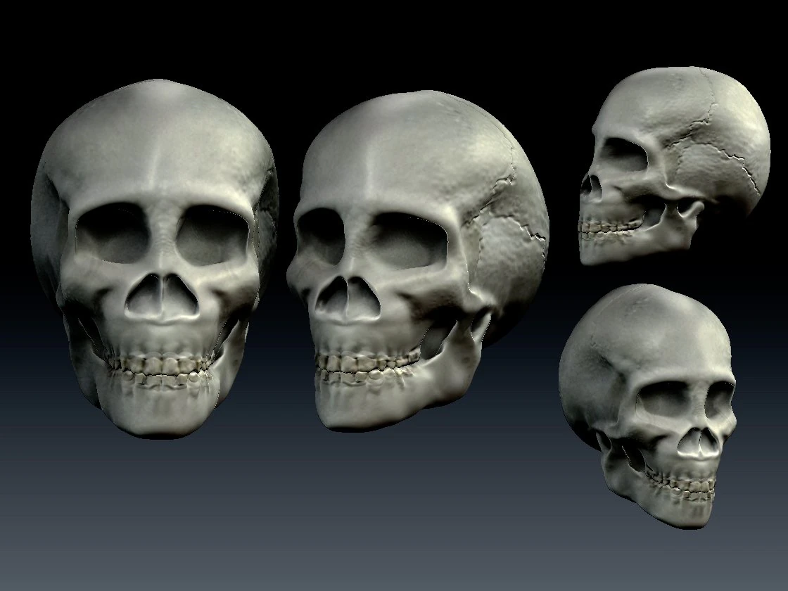 skull 3D Model .c4d .max .obj .3ds .fbx .stl .blend 