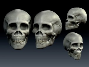 skull 3D Model