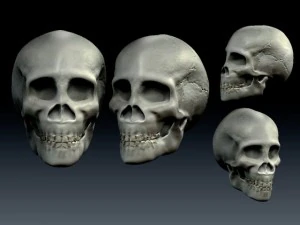 cr&acirc;ne Modèle 3D