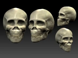 skull 3D Model