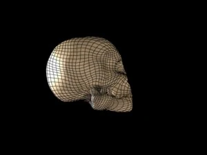 skull 3D Model