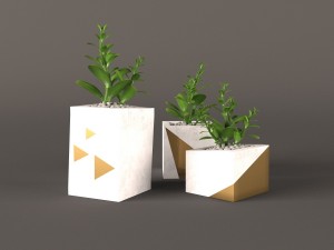 plant money tree Model 3D