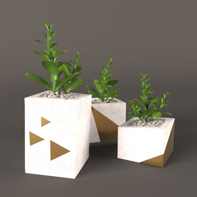 plant money tree Model 3D .c4d .max .obj .3ds .fbx .stl .blend 