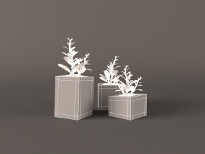 plant money tree Model 3D