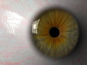 eyeball 3D Model