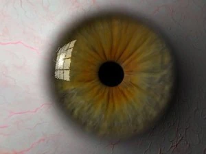eyeball 3D Model