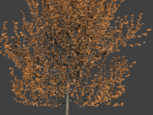 high poly autumn tree 4 3D मॉडल