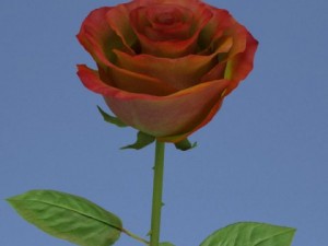 rose in vase Modèle 3D