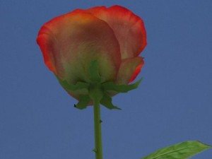 rose in vase Modèle 3D