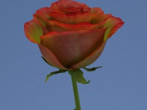rose in vase Modèle 3D