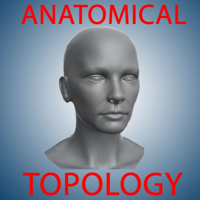 head for sculpting 3Dモデル .c4d .max .obj .3ds .fbx .stl .blend 