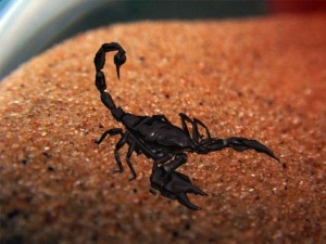 scorpion 3D Модель