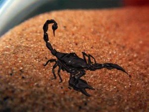 scorpion 3D Model