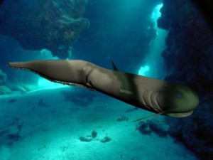 catfish 3D Model