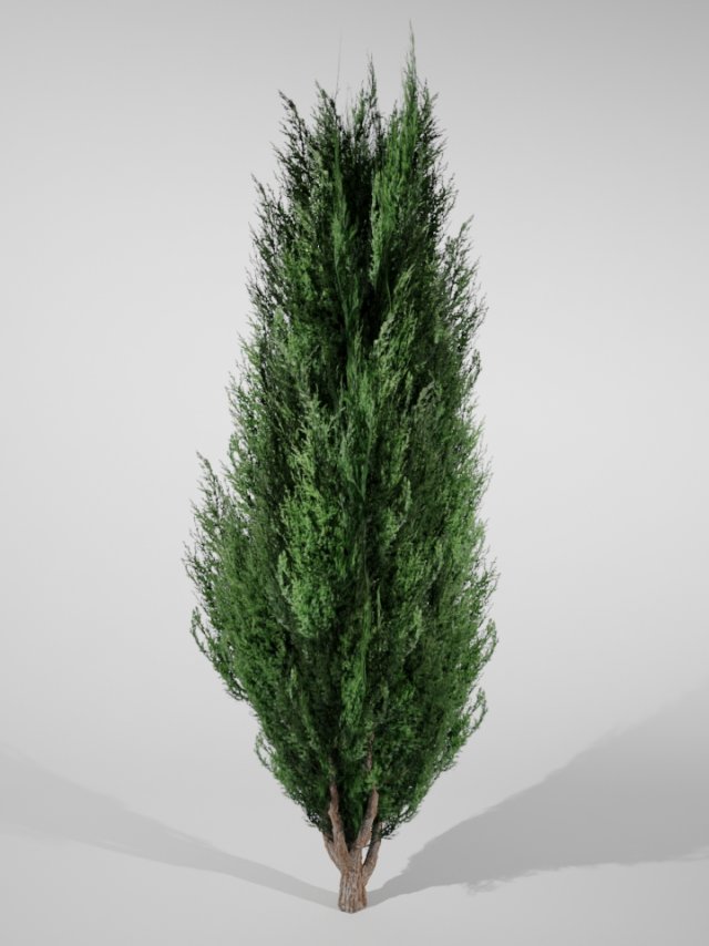 thuja small 3D Model .c4d .max .obj .3ds .fbx .stl .blend 
