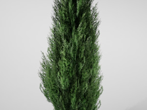 thuja small Model 3D