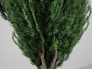 thuja small 3D Model