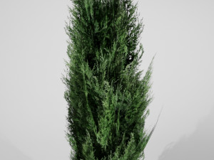 thuja small 3D Model