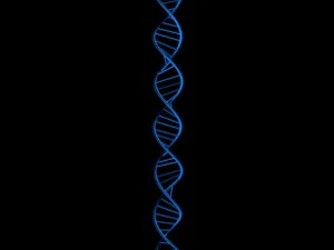 dna 3D Model