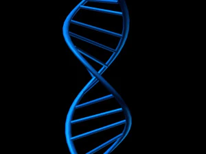 dna 3D Model