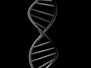 dna 3D Model