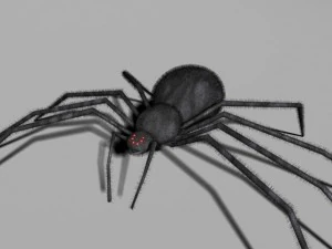 spider 3D Model