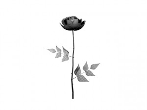rose 3D Model