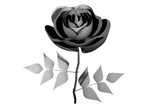 rose 3D Model