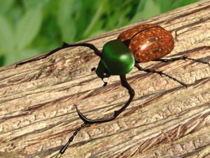 cheirotonus parryi gray Modello 3D