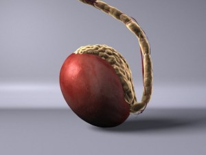 human testicle  medical Modèle 3D