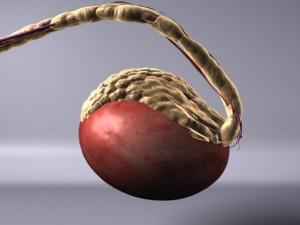human testicle  medical 3D Model