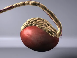 human testicle  medical 3D Model