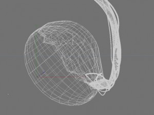 human testicle  medical 3D Model