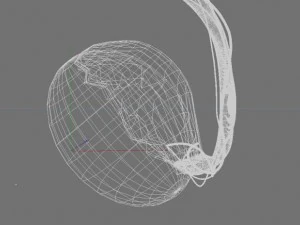 human testicle  medical 3D Model