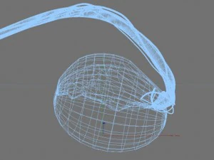 human testicle  medical 3D Model