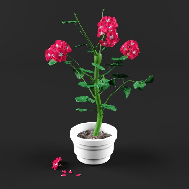 geranium Modelo 3D .c4d .max .obj .3ds .fbx .stl .blend 