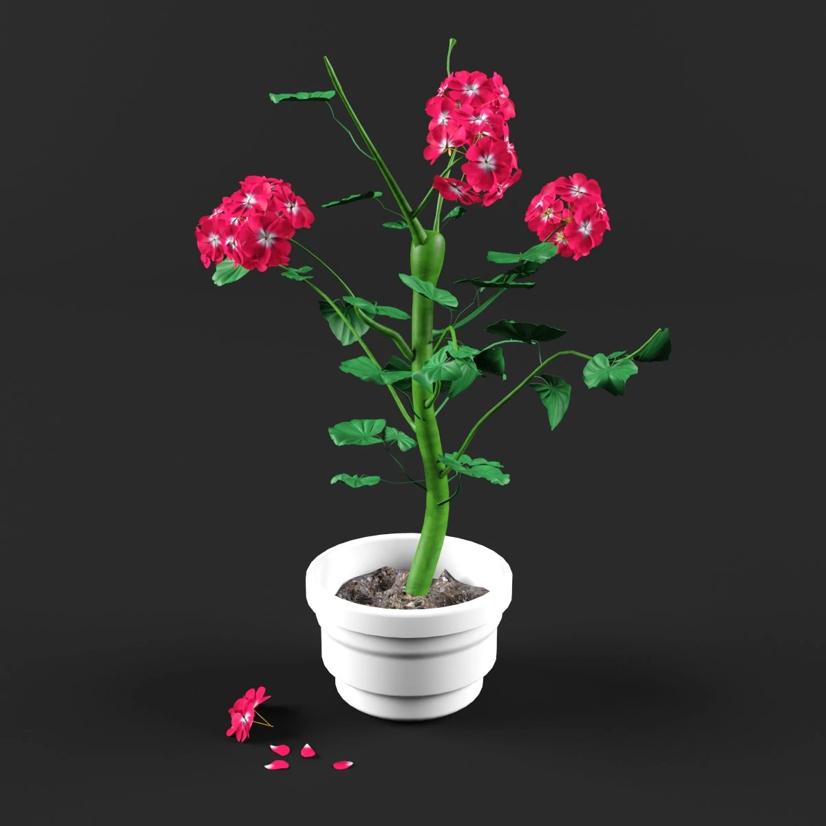 geranium 3D Model .c4d .max .obj .3ds .fbx .stl .blend 