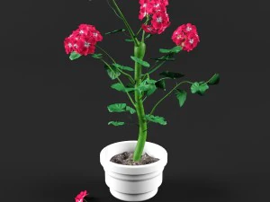 ゼラニウム 3Dモデル