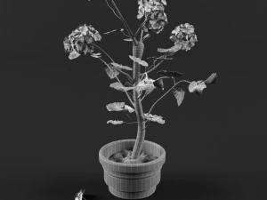 geranium 3D Model