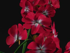 geranium 3D Model