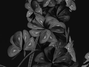 geranium 3D Model