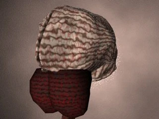 brain 3D Model .c4d .max .obj .3ds .fbx .stl .blend