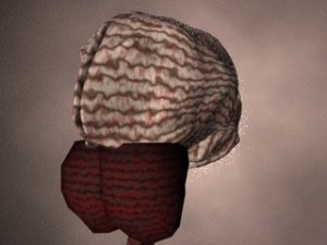 brain Modèle 3D