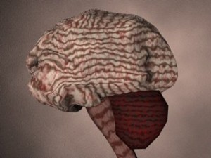 brain Modello 3D