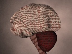 brain Modello 3D