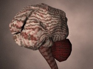 brain Modello 3D