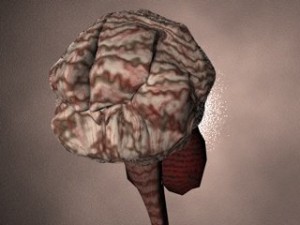 brain Modello 3D