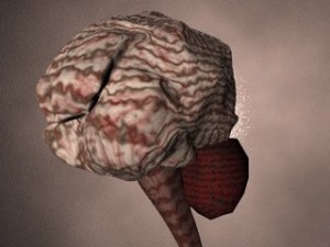 brain Modello 3D
