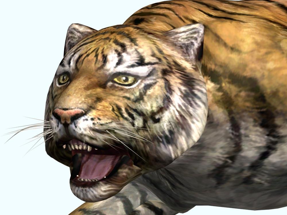 Макс тайгер. Тигр 3д модель. 3д модель тигра.